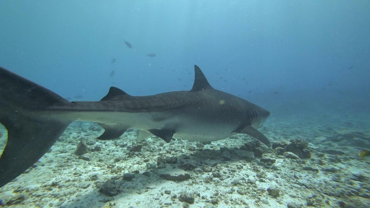 Equatorial Divers Lodge Addu City Esterno foto