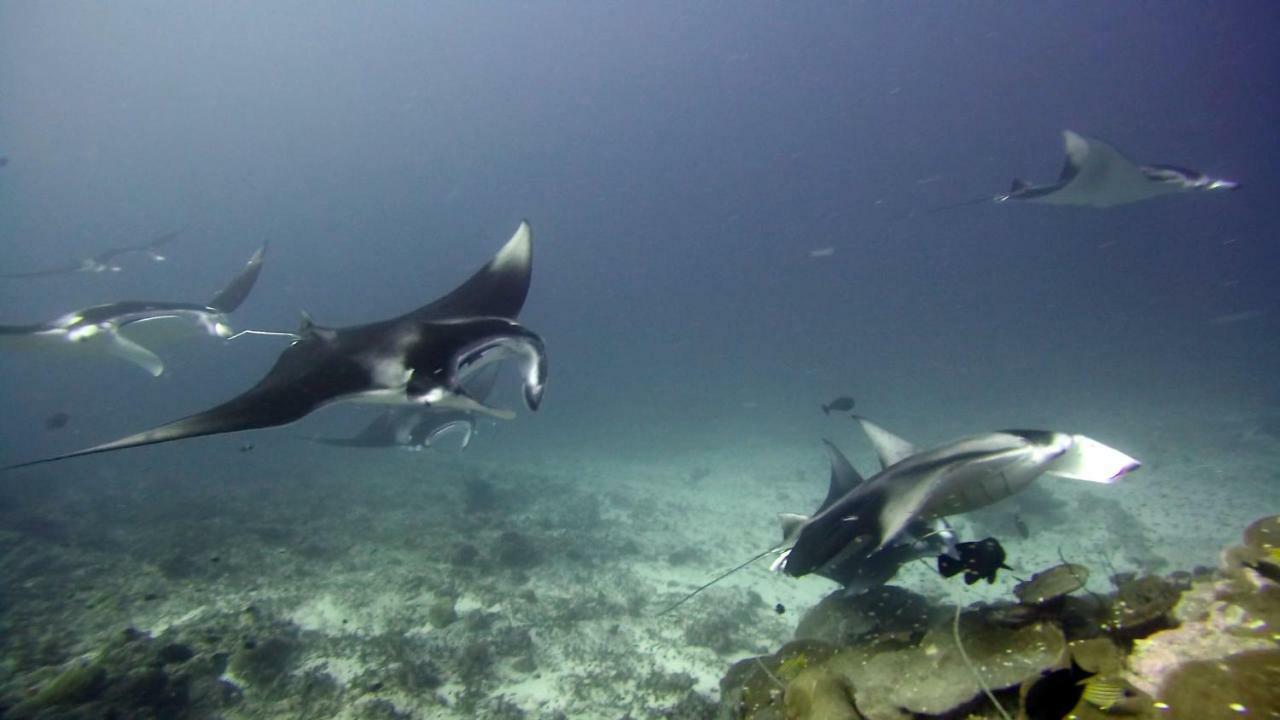Equatorial Divers Lodge Addu City Esterno foto