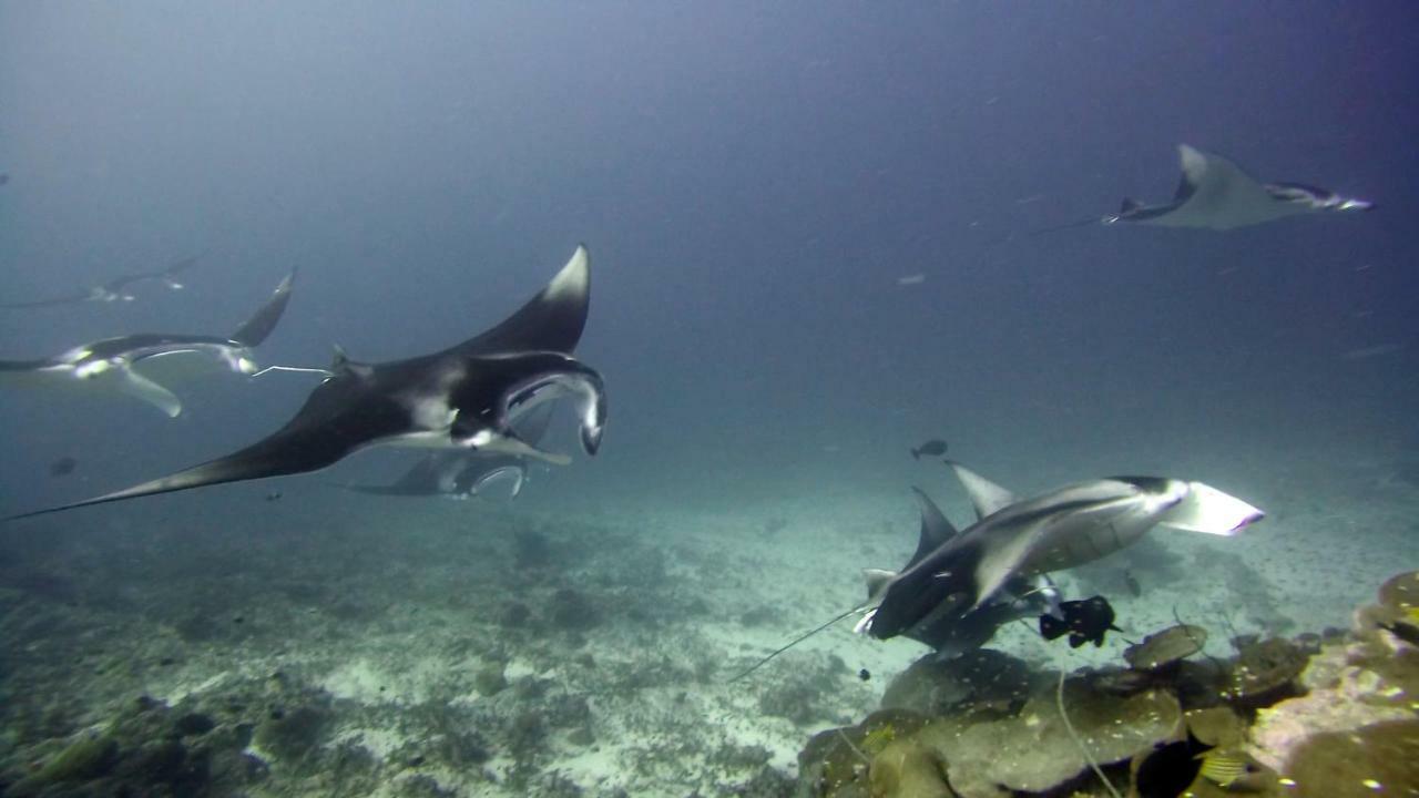 Equatorial Divers Lodge Feydhoo Esterno foto