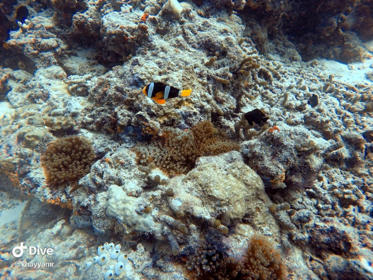 Equatorial Divers Lodge Addu City Esterno foto